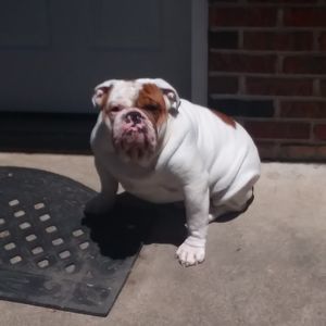 Meet your Posher, Tony